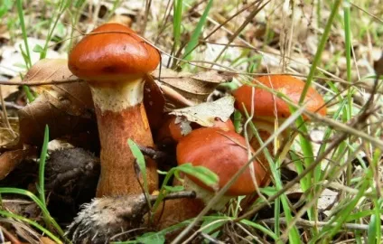 Як чистити маслюк ніж і навіщо чистять маслюк, з чого почати (дієти) Як чистити маслюк ніж і навіщо чистять маслюк, з чого почати