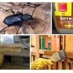 Як позбутися від жука-вусаня в дерев'яному будинку (домовик вусань Чорний) Як позбутися від жука-вусаня в дерев'яному будинку