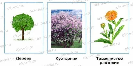 Які бувають рослини (Плешаков, робочий зошит 2 клас 1 частина) (Плешаков) Які бувають рослини (Плешаков, робочий зошит 2 клас 1 частина)