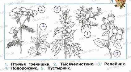 Які бувають рослини (Плешаков, робочий зошит 2 клас 1 частина) (робочий зошит) Які бувають рослини (Плешаков, робочий зошит 2 клас 1 частина)