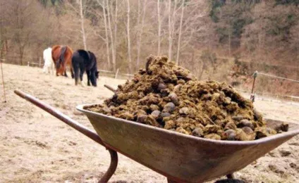 Як використовувати свіжий, сухий кінський гній як добриво рослин