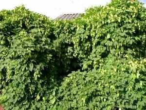 Як можна позбутися від хмелю на садовій ділянці способи (позбутися) Як можна позбутися від хмелю на садовій ділянці способи