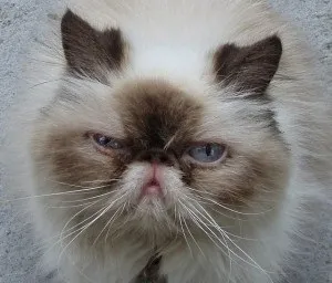 Як навчитися котячому мови, чудо-кіт