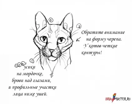 Як намалювати котячу голову