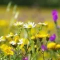 Як визначили вік землі - прості відповіді на складні питання (як визначили вік землі) Як визначили вік землі - прості відповіді на складні питання