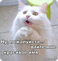 Як назвати кошеня хлопчика