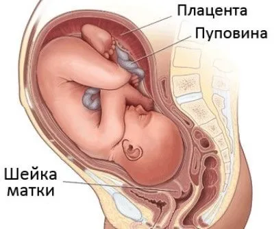 Як визначити довжину шийки матки при вагітності, як визначити вагітність (шийки матки вагітності) Як визначити довжину шийки матки при вагітності, як визначити вагітність