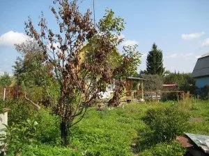 Як оживити засихають дерева (фруктові дерева) Як оживити засихають дерева