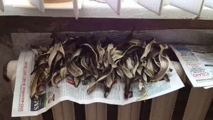 Як підгодувати квіти банановою шкіркою (шкіркою) Як підгодувати квіти банановою шкіркою