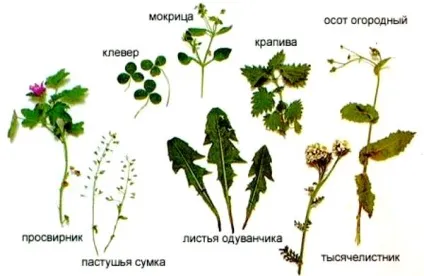 Який травою можна годувати кроликів, а який ні (можна давати кроликам) Який травою можна годувати кроликів, а який ні