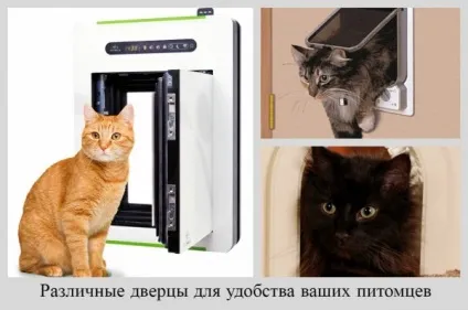 Як відучити кішку дерти шпалери і які шпалери кішки не дряпають, відео (відучити) Як відучити кішку дерти шпалери і які шпалери кішки не дряпають, відео