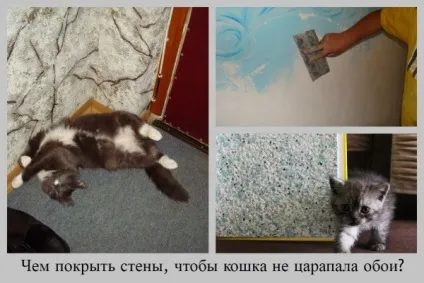 Як відучити кішку дерти шпалери і які шпалери кішки не дряпають, відео (дерти) Як відучити кішку дерти шпалери і які шпалери кішки не дряпають, відео