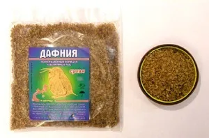 Як правильно утримувати акваріумних сомиків нюанси оформлення акваріума, утримання та догляд за цими (акваріумний сомик зміст догляд) Як правильно утримувати акваріумних сомиків нюанси оформлення акваріума, утримання та догляд за цими