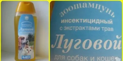 Як помити кота без шкоди для здоров'я собі і Котейко (котів миття самого) Як помити кота без шкоди для здоров'я собі і Котейко