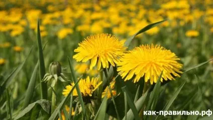 Як правильно позбутися від прищів (позбутися) Як правильно позбутися від прищів