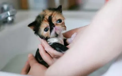 Як помити кота без шкоди для здоров'я собі і Котейко (котів миття самого дитинства) Як помити кота без шкоди для здоров'я собі і Котейко