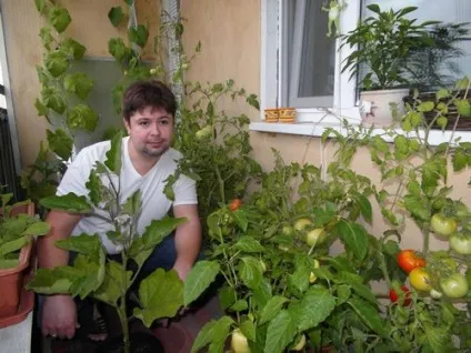 Як посадити город на балконі і підвіконні фото ідеї, відео уроки (підвіконні) Як посадити город на балконі і підвіконні фото ідеї, відео уроки