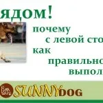Як привчити собаку до води і плавання (плавання) Як привчити собаку до води і плавання