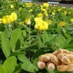 Як садити арахіс у відкритий грунт (садити) Як садити арахіс у відкритий грунт