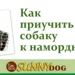 Як привчити собаку до води і плавання (собаку) Як привчити собаку до води і плавання