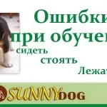 Як привчити собаку до води і плавання (воді) Як привчити собаку до води і плавання