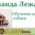 Як привчити собаку до води і плавання (плавання) Як привчити собаку до води і плавання