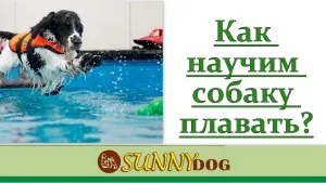 Як привчити собаку до води і плавання (плавання) Як привчити собаку до води і плавання