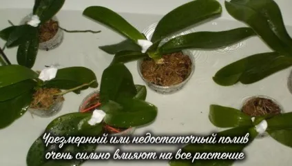Як реанімувати орхідею в домашніх умовах, способи реанімації (домашніх) Як реанімувати орхідею в домашніх умовах, способи реанімації
