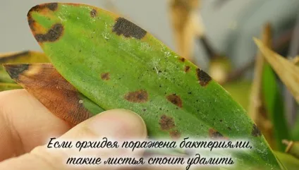 Як реанімувати орхідею в домашніх умовах, способи реанімації (умовах) Як реанімувати орхідею в домашніх умовах, способи реанімації