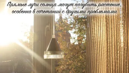 Як реанімувати орхідею в домашніх умовах, способи реанімації (орхідею) Як реанімувати орхідею в домашніх умовах, способи реанімації