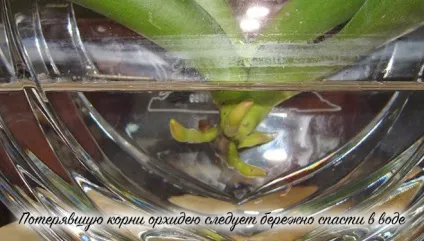 Як реанімувати орхідею в домашніх умовах, способи реанімації (орхідею) Як реанімувати орхідею в домашніх умовах, способи реанімації