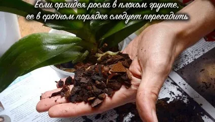 Як реанімувати орхідею в домашніх умовах, способи реанімації (орхідею) Як реанімувати орхідею в домашніх умовах, способи реанімації
