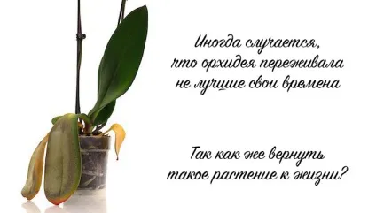 Як реанімувати орхідею в домашніх умовах, способи реанімації (реанімувати) Як реанімувати орхідею в домашніх умовах, способи реанімації