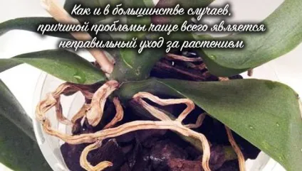 Як реанімувати орхідею в домашніх умовах, способи реанімації (умовах) Як реанімувати орхідею в домашніх умовах, способи реанімації