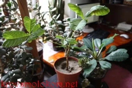 Як проростити (прорости) каштан в домашніх умовах (каштан) Як проростити (прорости) каштан в домашніх умовах