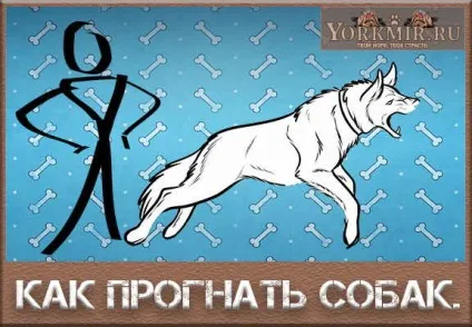Як прогнати собак, як запобігти нападу, допомога (прогнати) Як прогнати собак, як запобігти нападу, допомога