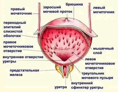 Печіння і свербіж в сечівнику у чоловіків без виділень після семяіспусканія