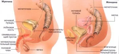 Печіння і свербіж в сечівнику у чоловіків без виділень після семяіспусканія