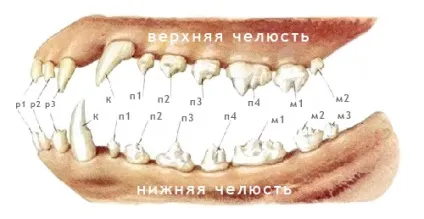 Зуби китайського чубатого - зубна формула китайського чубатого - прикус (перекус, недокус) - (формула) Зуби китайського чубатого - зубна формула китайського чубатого - прикус (перекус, недокус) -