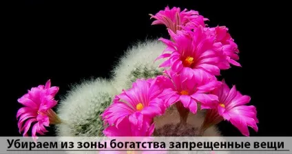 Зона багатства по фен-шуй залучаємо в будинок гроші (залучаємо) Зона багатства по фен-шуй залучаємо в будинок гроші