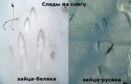 Зимова полювання на зайців троплением по снігу (зимова) Зимова полювання на зайців троплением по снігу
