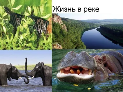 Життя в річці - презентація 22755-14 (світу) Життя в річці - презентація 22755-14