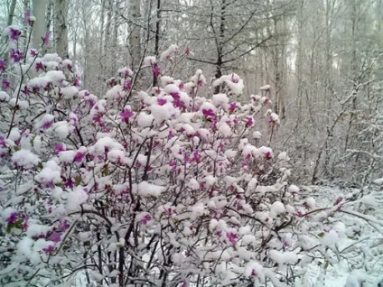 зимівля рододендронів