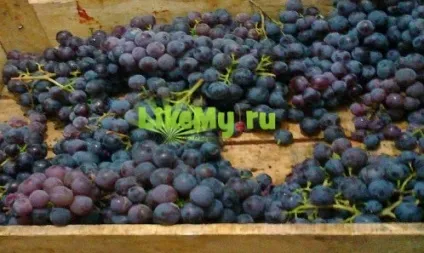 Як зробити чачу з винограду в домашніх умовах - найпростіший рецепт (простий) Як зробити чачу з винограду в домашніх умовах - найпростіший рецепт