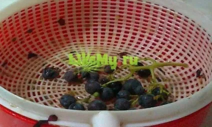 Як зробити чачу з винограду в домашніх умовах - найпростіший рецепт (домашніх) Як зробити чачу з винограду в домашніх умовах - найпростіший рецепт