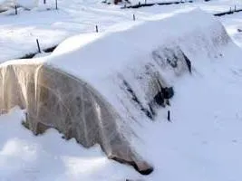 Як зберегти саджанці до весни корисні поради (саджанці) Як зберегти саджанці до весни корисні поради