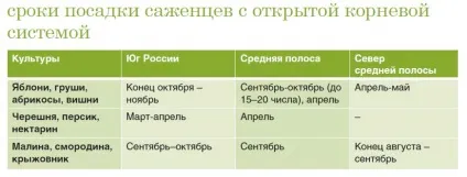 Як зберегти взимку невисаженние саджанці плодових дерев на (supersadovnik) Як зберегти взимку невисаженние саджанці плодових дерев на
