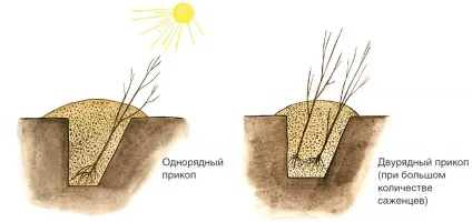 Як зберегти взимку невисаженние саджанці плодових дерев на (ВОДИ СУХІ ДРІЖДЖІ) Як зберегти взимку невисаженние саджанці плодових дерев на