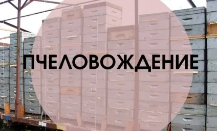Як існують один з одним бджоли і бджолярі