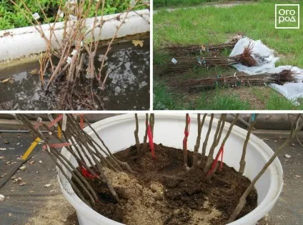 Як зберегти саджанці та цибулини до весни (потримати відрі водою) Як зберегти саджанці та цибулини до весни